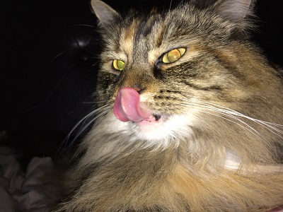 Home visits for cat - Funny faced Sophie!
